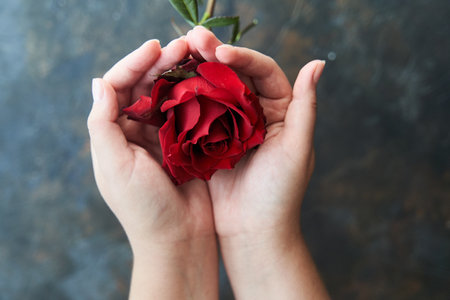 Red rose bud in female hands on a dark backgroundの写真素材