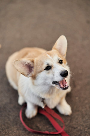 close up portrait of happy Welsh Corgi Pembroke dog smiling in a park in summerの写真素材