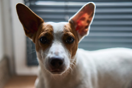 A Playful Dog Portrait Capturing an Eager Expression Full of Life and Joyous Energy