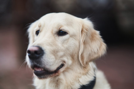 Golden Labrador Retriever with a collar sitting on the street.