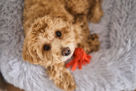 An absolutely adorable maltipoo dog resting on a cozy blanket surrounded by its favorite toy