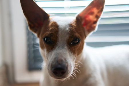 A Playful Dog Portrait Capturing an Eager Expression Full of Life and Joyous Energyの写真素材