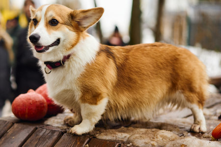 A playful Corgi happily explores an autumn park filled with charming leaves and vibrant sceneryの写真素材