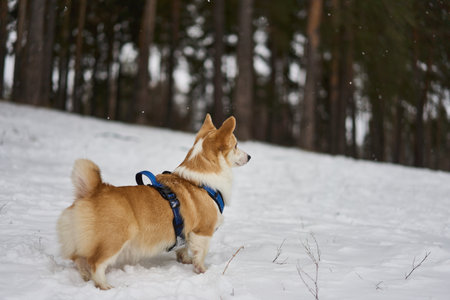 A Happy Corgi Enjoying its Delightful Winter Wonderland is a Heartwarming Sightの写真素材