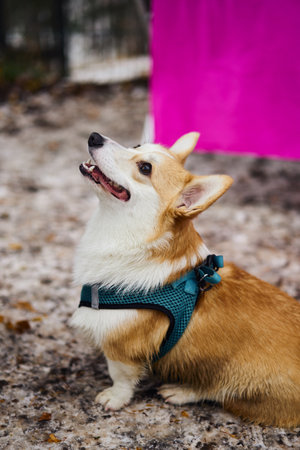 An adorable Corgi happily exploring a beautiful, snowy outdoor landscape full of wonderの写真素材
