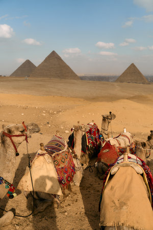 The magnificent Pyramids of Giza showcase camels gracefully navigating the vast desert landscapeの写真素材
