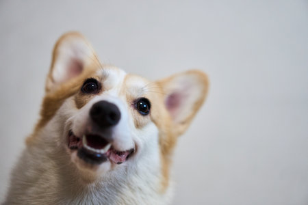 An Adorable and Beautiful Portrait of a Happy Corgi Captured Up Close in Stunning Detailの写真素材
