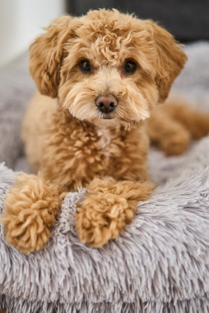 An Adorable and Fluffy Dog Resting Comfortably on a Cozy Bed in a Warm Environment