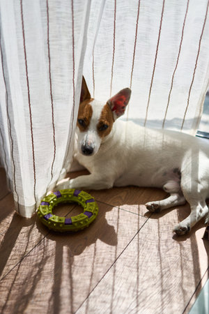 A Dog is Relaxing by the Window while Playing with Its Favorite Toy, Feeling Contentの写真素材