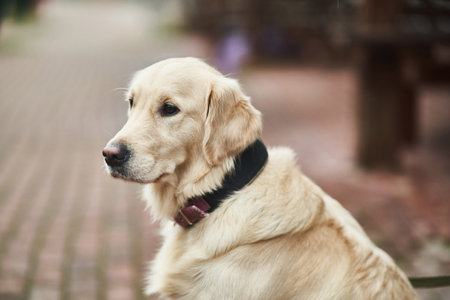 Golden Labrador Retriever with a collar sitting on the street.の写真素材