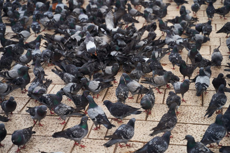 A Large Flock of Pigeons Actively Feeding in an Urban Environment Setting This Morning