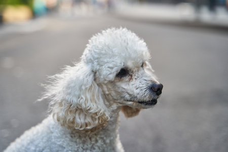 White miniature poodle pedigree dog standing on the asphalt road and posing to the camera
