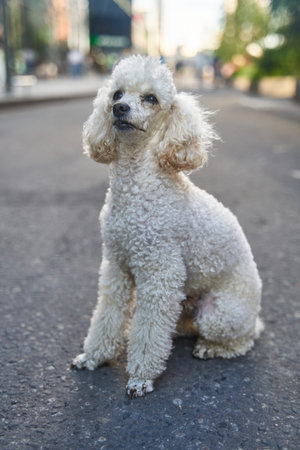 White miniature poodle pedigree dog standing on the asphalt road and posing to the camera