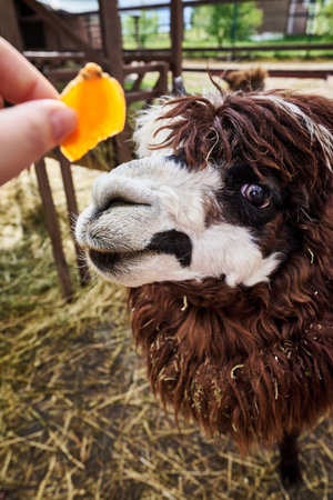 Cute hairy brown and white alpaca. Feeding animals on the farmの写真素材