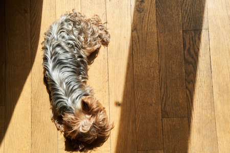 Cute adult Yorkshire terrier lies on the floorの写真素材