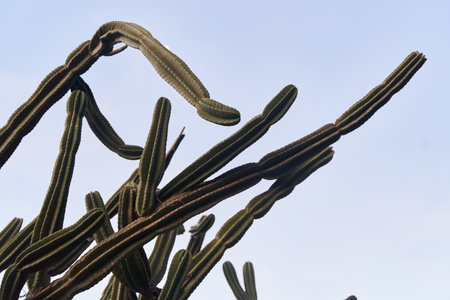 Long cactus branches against a clear blue sky in Montenegroの写真素材