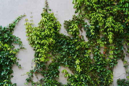 The Green Creeper Plant on a wall. Background