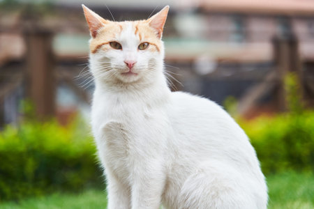 Cute cat sitting on a bench