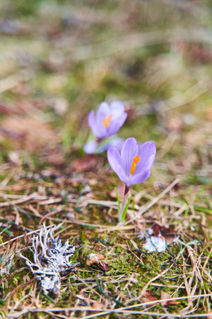The first spring purple crocuses bloom in the grass.の写真素材