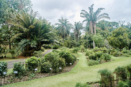 Plants at Royal Botanical Garden Peradeniya in Kandy, Sri Lanka. Beautiful view of palm trees, bushesの写真素材