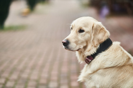Golden Labrador Retriever with a collar sitting on the street.