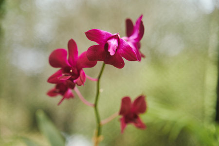 Isolated pink orchid flower close-up. Purple phalaenopsis in the gardenの写真素材