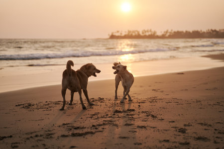 Two dogs playing on the beach at sunsetの写真素材