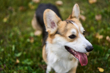 A Cute and Playful Corgi Sitting Joyfully in a Beautiful, Green and Lush Grass Fieldの写真素材