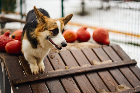 A playful Corgi happily explores an autumn park filled with vibrant sceneryの写真素材