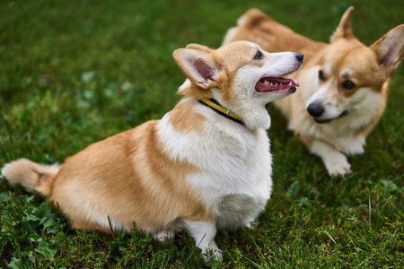 Playful Corgis are Enjoying a Sunny Day while Frolicking in the Park this beautiful dayの写真素材