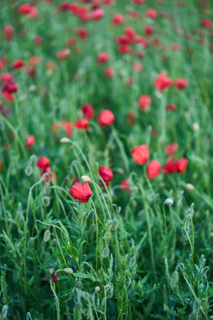 A Vibrant and Colorful Field of Beautiful Poppies in Full Bloom Captivating All Who Seeの写真素材