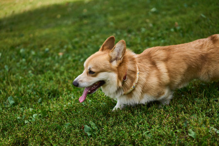 A Playful Corgi Enjoying a Beautiful Sunny Day Outdoors in a Lovely Park Settingの写真素材