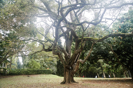 Old big tree with twisting branches in Royal Botanical Garden in Sri Lanka