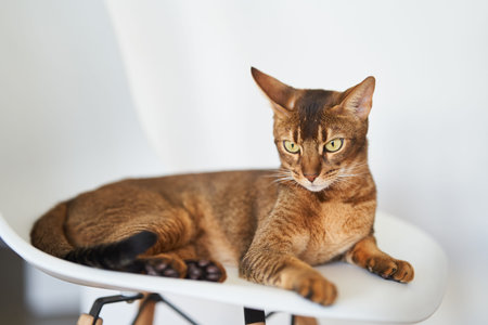 Beautiful Bengal cat sitting on a chair