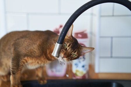 Beautiful cat Bengal breed drinking water from the tap