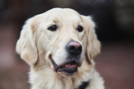 Golden Labrador Retriever with a collar sitting on the street.