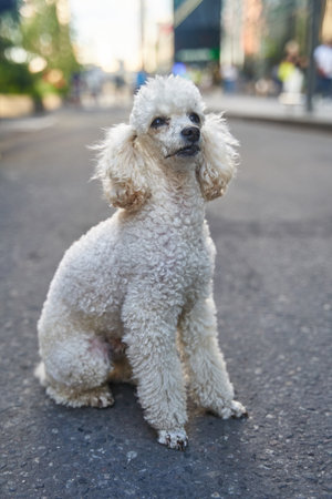 White miniature poodle pedigree dog standing on the asphalt road and posing to the cameraの写真素材