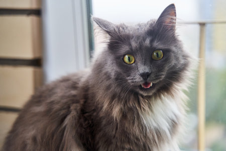 Portrait of a handsome green-eyed gray catの写真素材