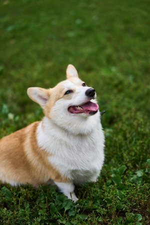 A Cute and Playful Corgi Sitting Joyfully in a Beautiful, Green and Lush Grass Fieldの写真素材