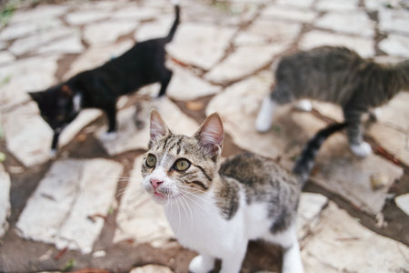 Street cats begging ride on the streets of Corfu in Greece