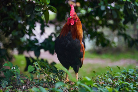 A Proud Rooster Gracefully Standing Amidst the Beautiful and Lush Greenery of Natureの写真素材