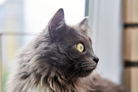 Portrait of a handsome green-eyed gray catの写真素材