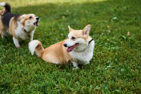 Playful and cheerful Corgis are having a delightful time enjoying a sunny day full of fun outdoorsの写真素材