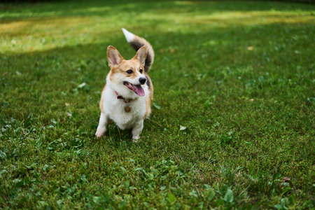 A Cute and Playful Corgi Sitting Joyfully in a Beautiful, Green and Lush Grass Fieldの写真素材