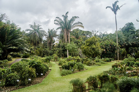 Plants at Royal Botanical Garden Peradeniya in Kandy, Sri Lanka. Beautiful view of palm trees, bushesの写真素材