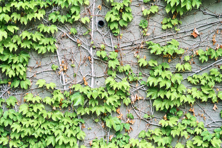 The Green Creeper Plant on wall. Background