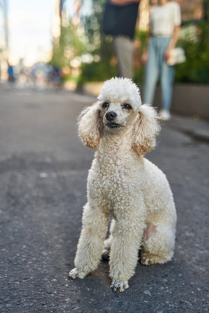 White miniature poodle dog standing on the asphalt road and posing to the camera