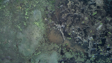 Aerial view of a swampy area
