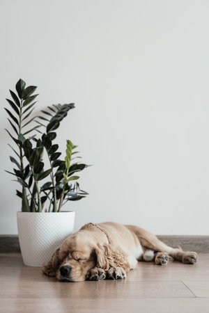 Cocker spaniel sleeping on the floor near a flower