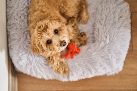 An absolutely adorable maltipoo dog resting on a cozy blanket surrounded by its favorite toy
